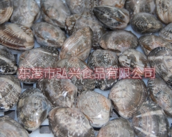 广州冻杂色蛤